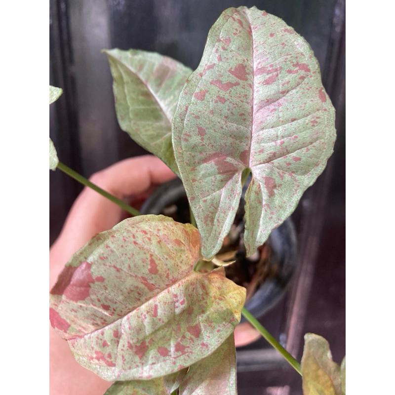 syngonium milk confetti japan