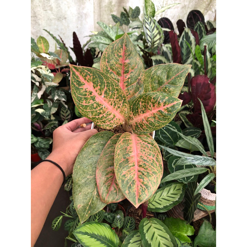 aglonema harley quinn