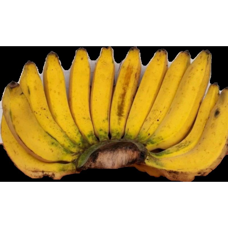 

pisang raja 1sisir