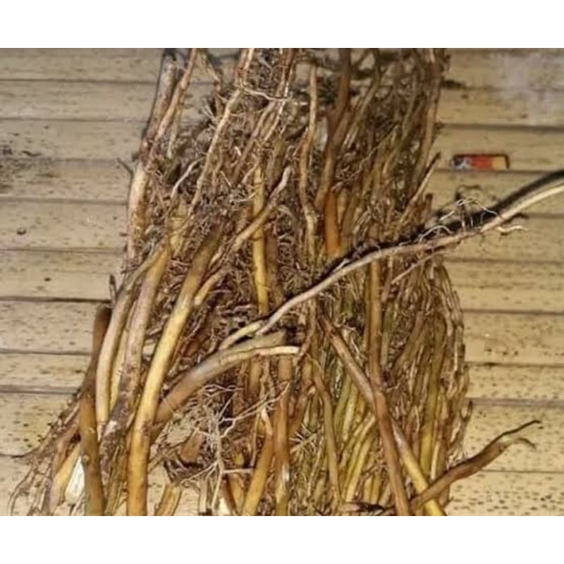 

Akar bambu kuning segar alami 250 gram