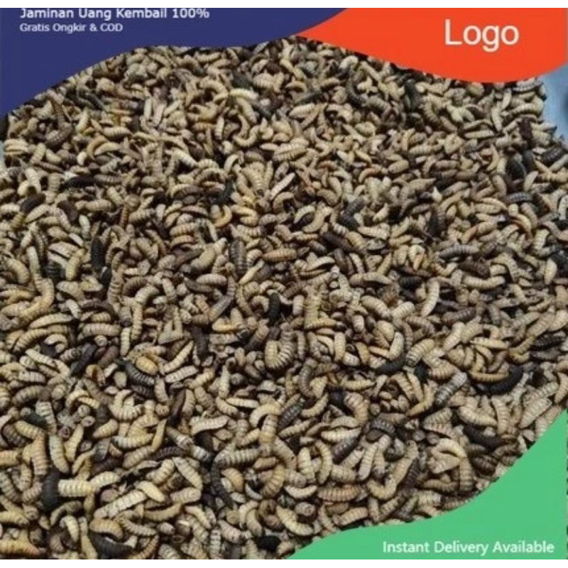 Magot Fress Hidup #magotbsfhidup #magothidupmurah