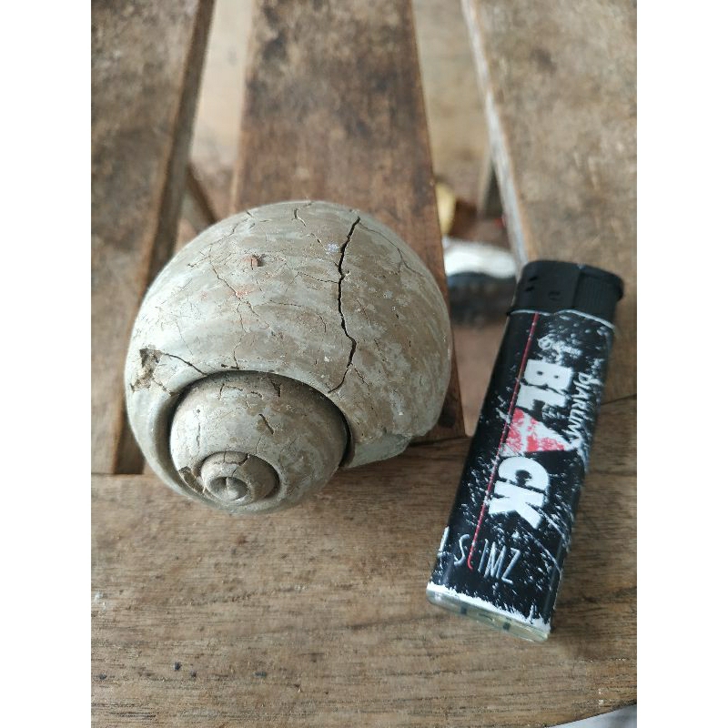 fosil purba sangat besar