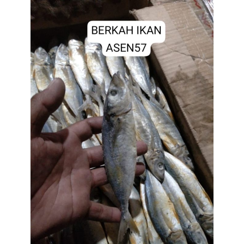 

GROSER Obral!!! 1kg GEREH PEDA/PEDO kas DEMAK K1 super premium