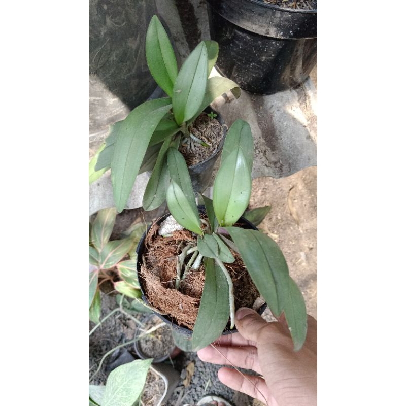 ANGGREK DORITIS MURAH