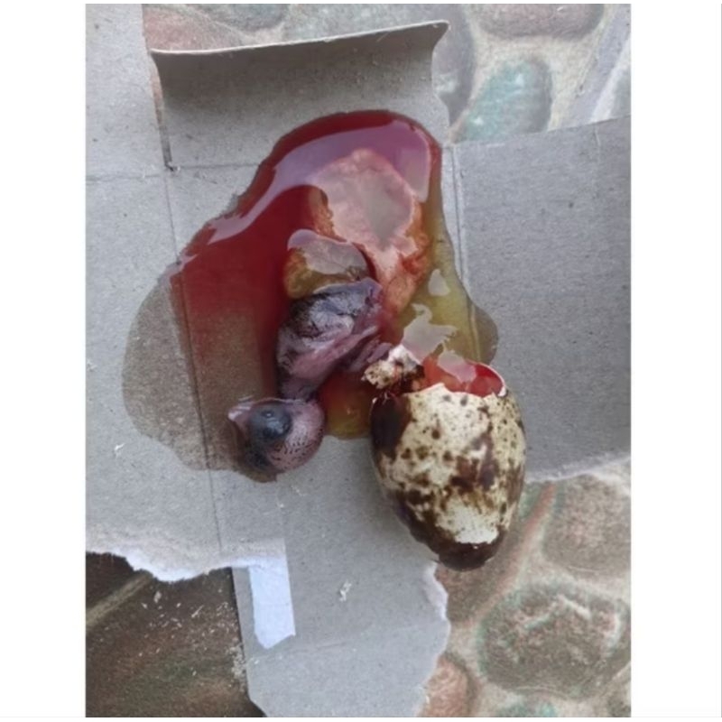 Tapuy umpan Galatama lele / embrio puyuh fress