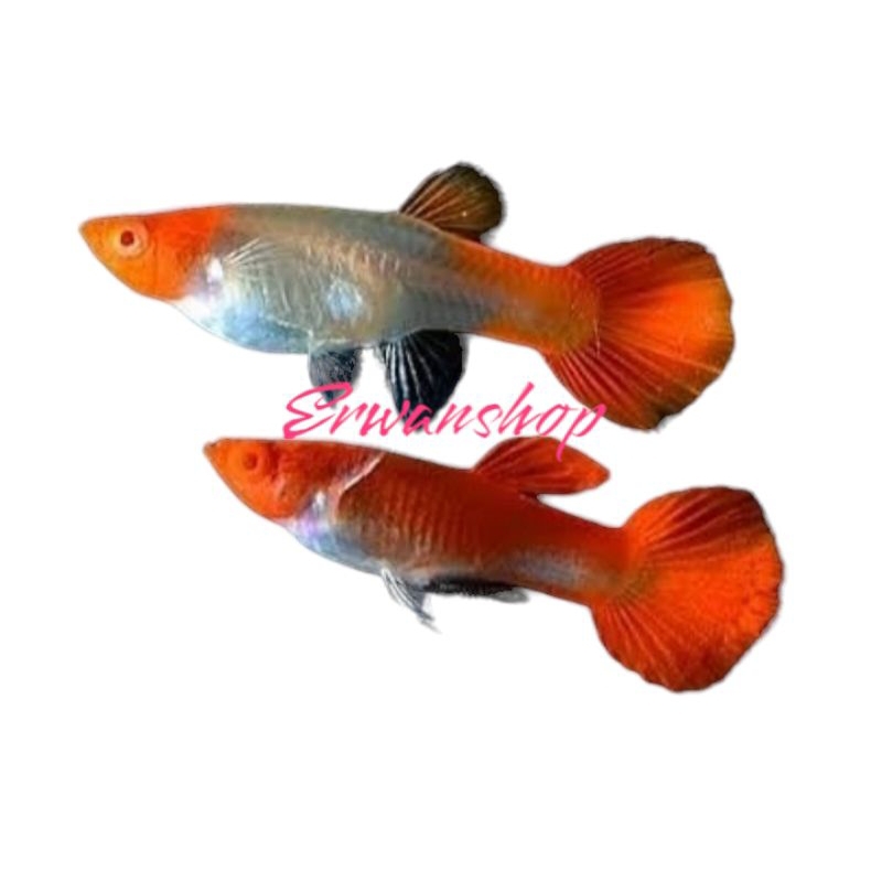 hiasan lukisan guppy koi 1 betina 1 jantan 15rb