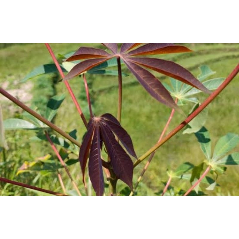 

Jual daun singkong sapi kuru / daun singkong racun segar 500 gram