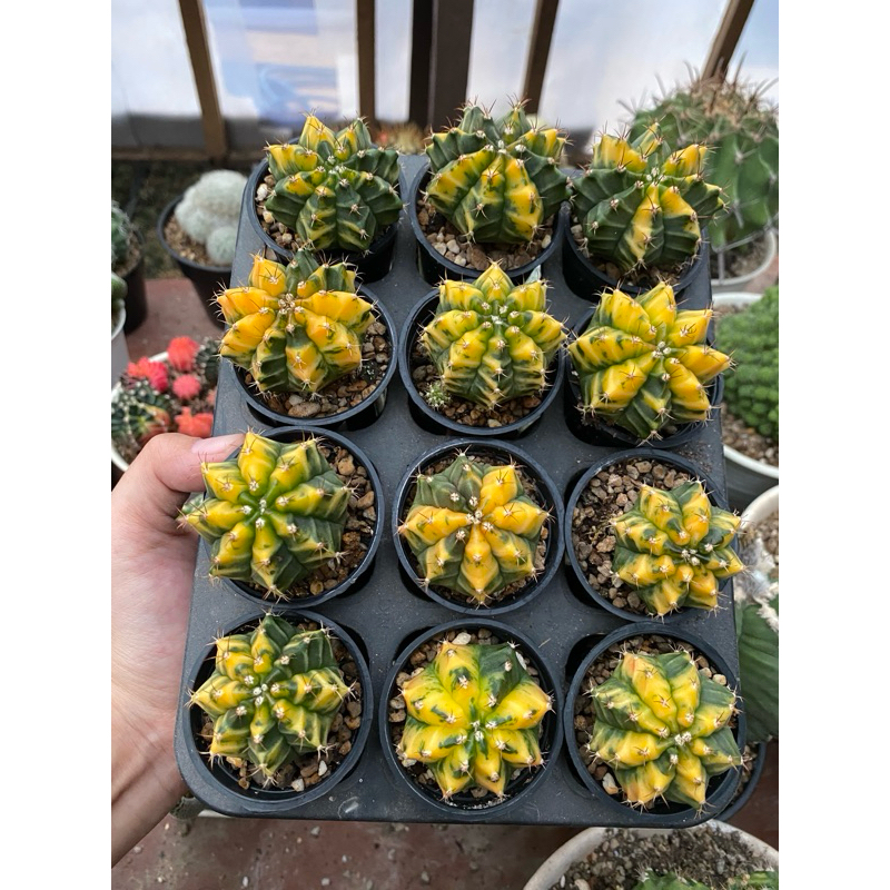 GYMNO MORNING GLORY / GYMNOCALYCIUM MORNING GLORY / BER ID /GYMNO ANAKAN KAKTUS / BIJI ASTRO / BIBIT