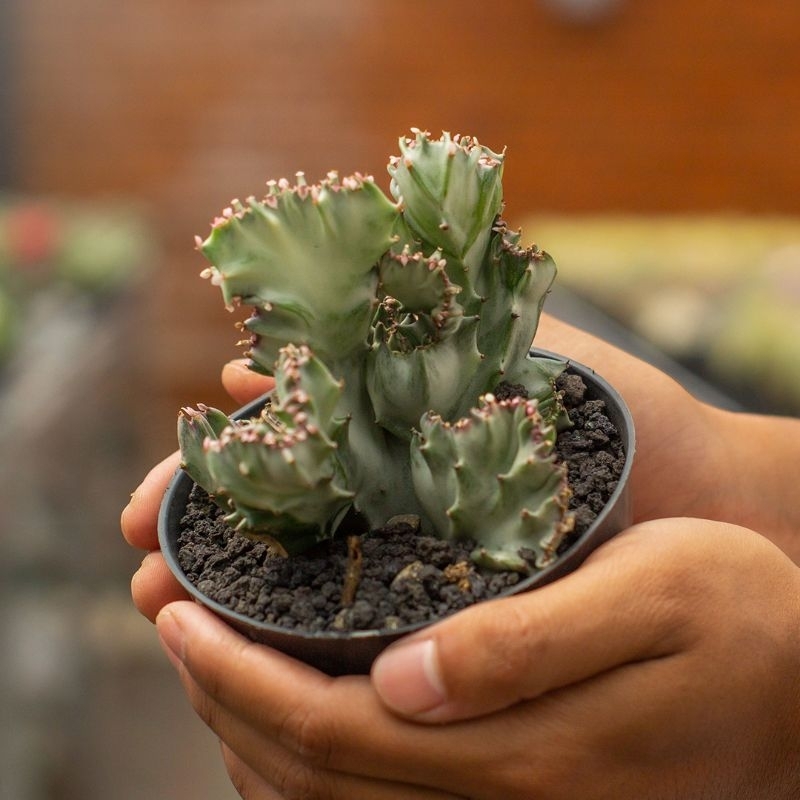 EUPHORBIA LACTEA SILVER CRISTATA ( POT 10 CM )