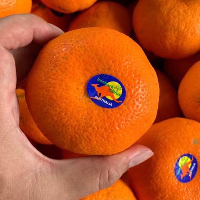 

JERUK ROYAL HONEY MURCOTT