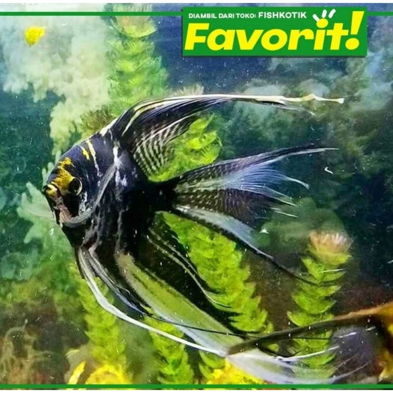 Manfish Tricolor Slayer Ikan Hias Aquascape Hiasan Aquarium Tanaman Air