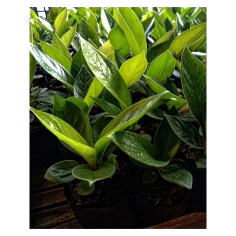 anthurium jemani mangkok murah meriah
