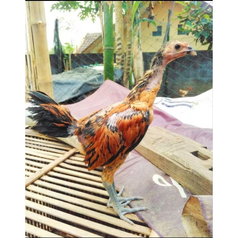 Ayam Kampung Usia 1-2 Bulan - Free Pur Ayam