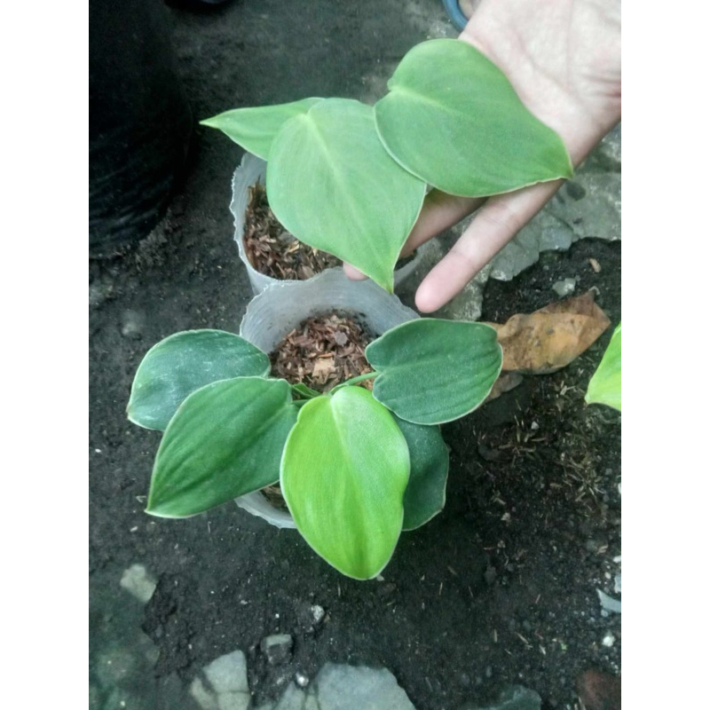 Philodendron Pigskin / Rugosum