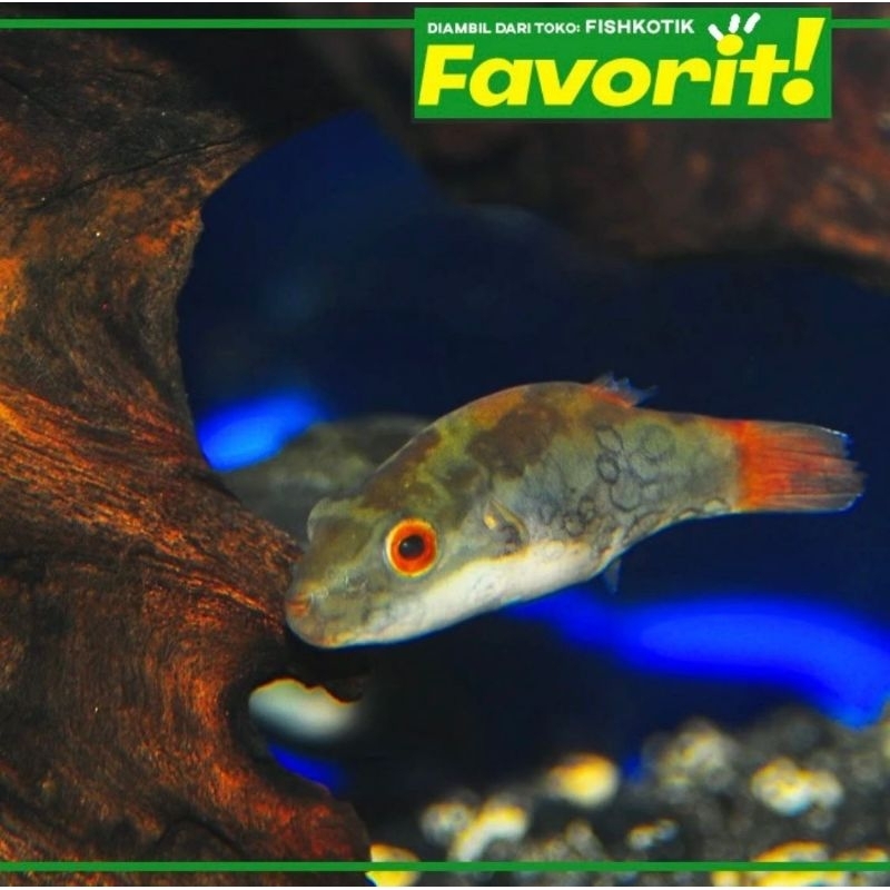 Mini Red Eye Puffer Fish Ikan Hias Aquascape Hiasan Aquarium Tanaman Air