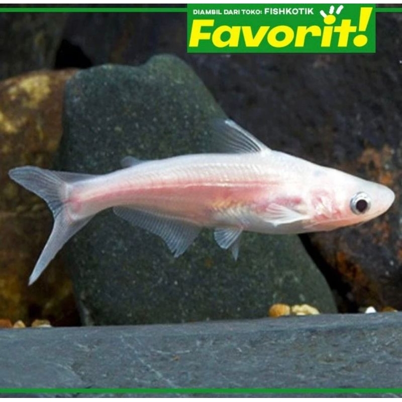 Ikan Hias Patin Albino Hiasan Kolam / Aquarium Tanaman Hias Aquascape