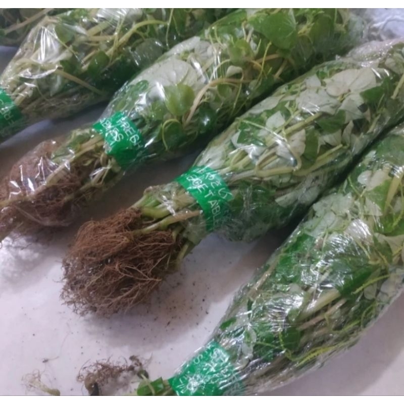 

daun akar batang suruhan segar /sirih cina/ketumpang air 250 gram