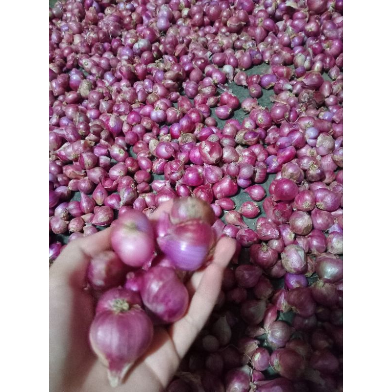 

bawang merah murah 1kg. promo buka toko baru