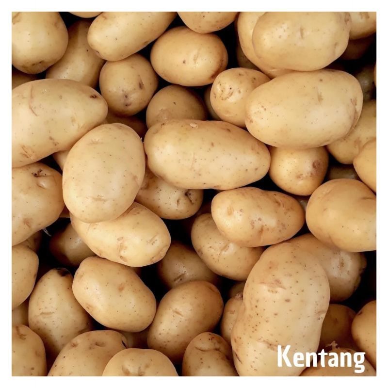 

Kentang segar