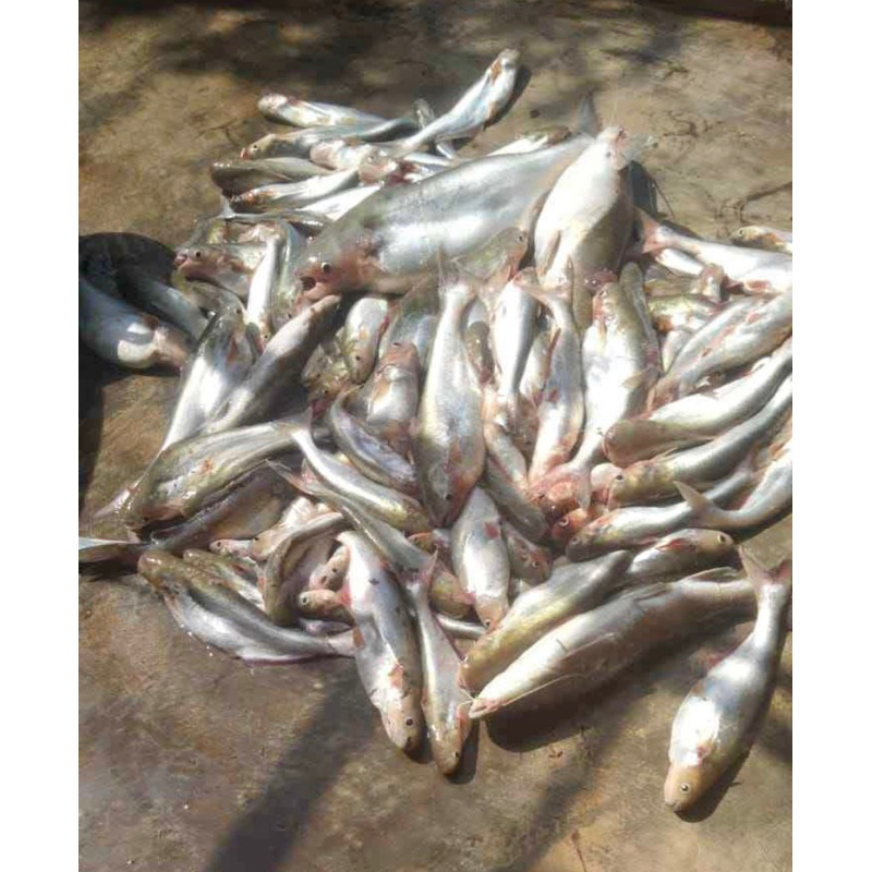 

IKAN PATIN SEGAR