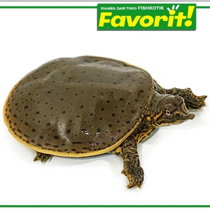 Baby Labi Labi Bulus Kura Kura Reptil Hiasan Aquarium Aquascape Paludarium