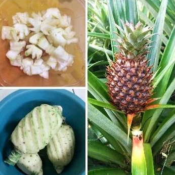 

Buah nanas muda masih fresh 100% original