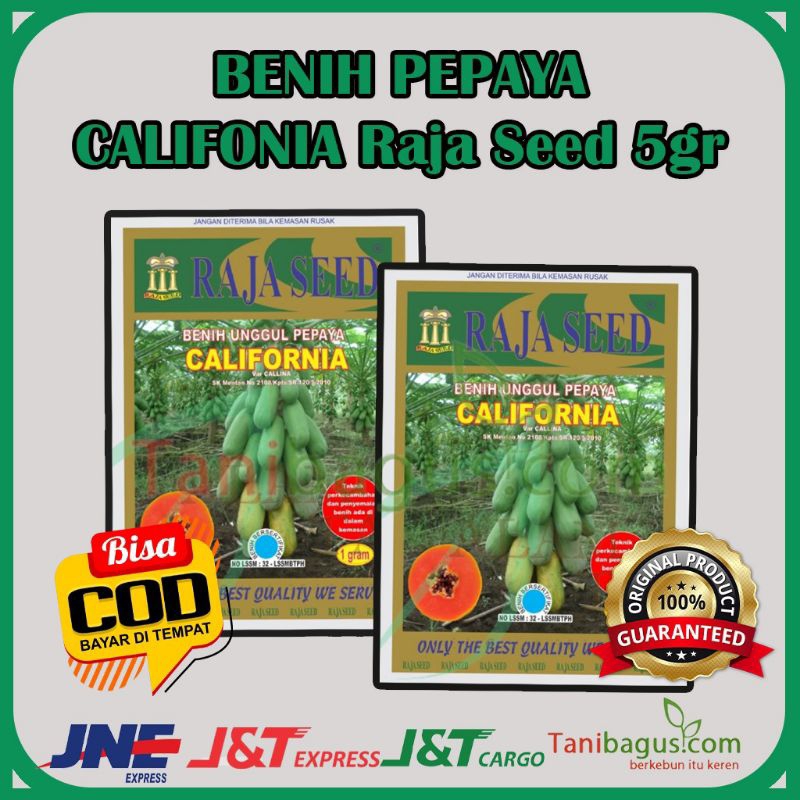 BENIH PEPAYA CALIFONIA Raja Seed 5gr
RAJA SEED