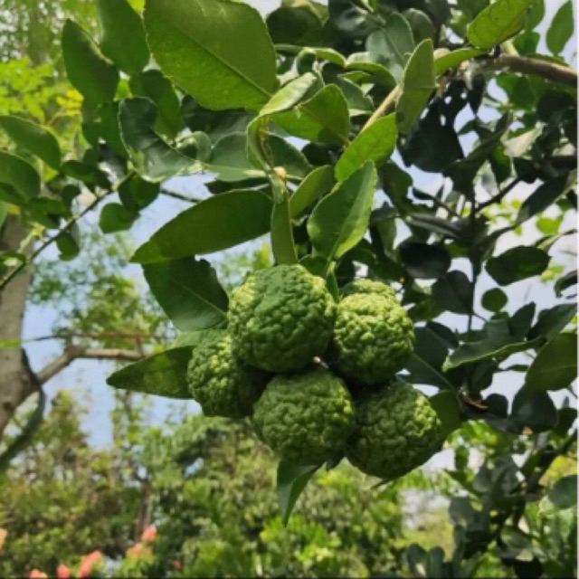 

jeruk purut asli 100% dipetik langsung dari pohon