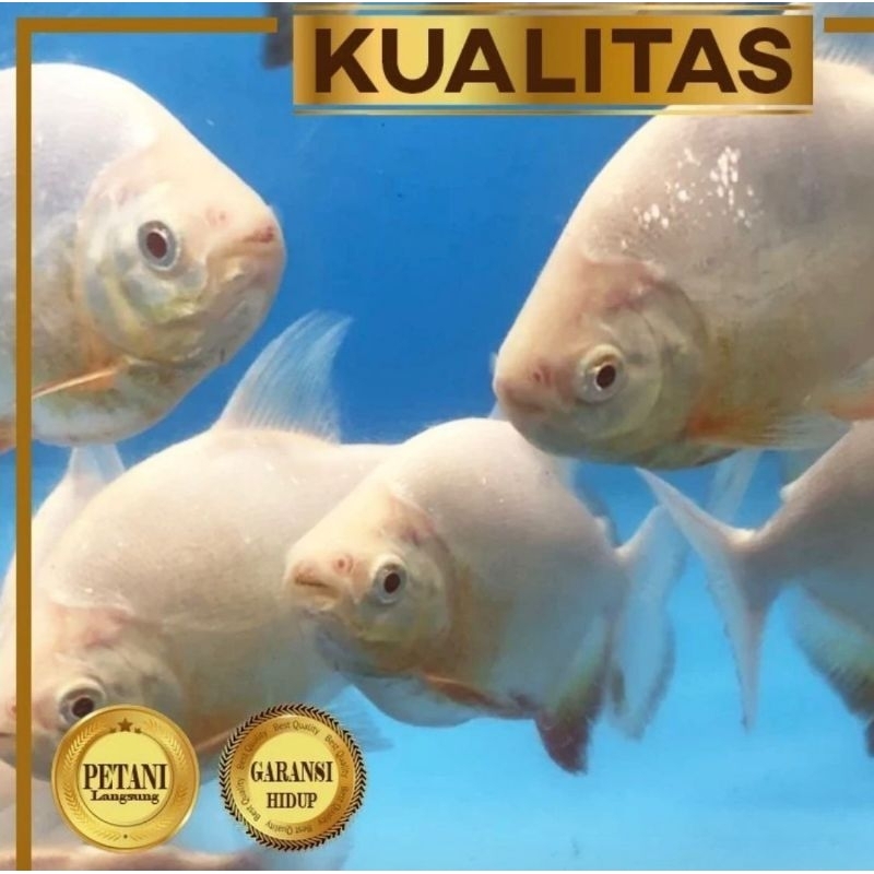 Paket Predator (isi 5) Red Pacu Albino Ikan Hias Predator Hiasan Aquarium Tanaman Aquascape