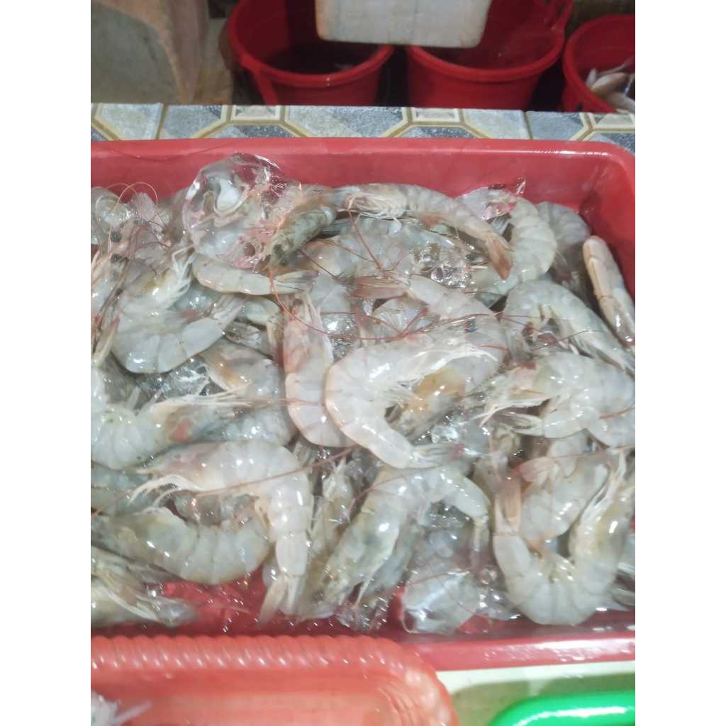 

Udang Vaname Segar