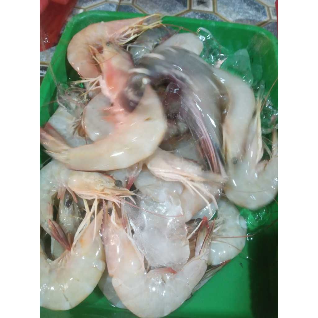

Udang Peci Segar