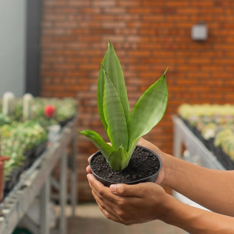 SANSEVIERIA MOONSHINE ( POT 12 CM )