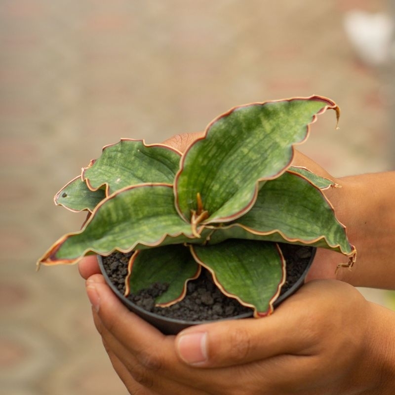 SANSEVIERIA WATERMARK ( POT 10 CM )