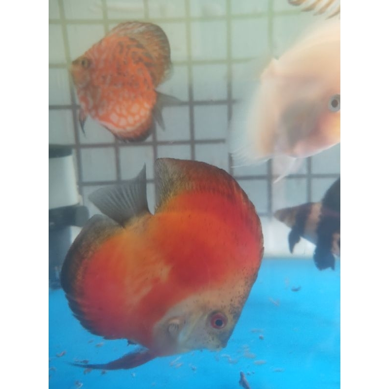 Discus red melon HB