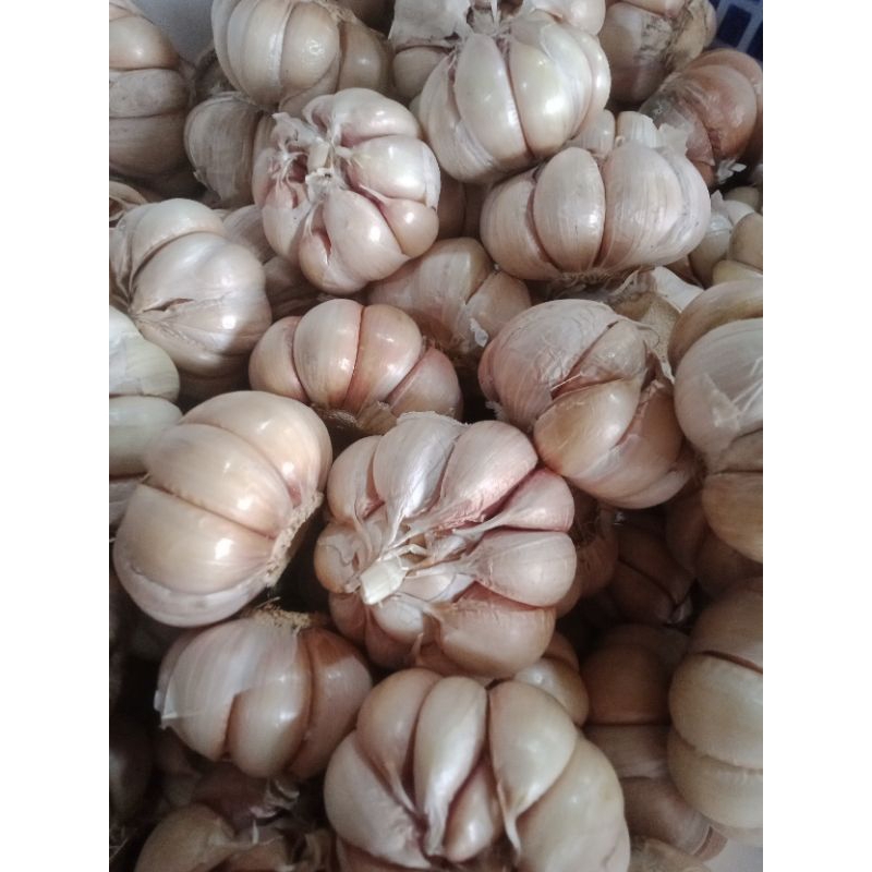 

Bumbu dapur bawang Putih biasa 1kg