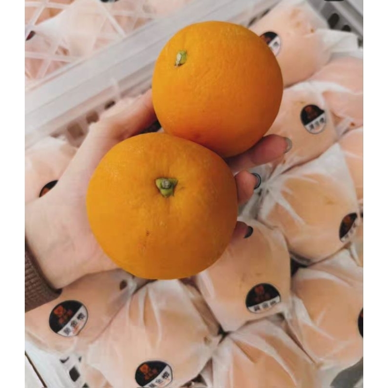 

Jeruk Navel peras jeruk iris 1 kg