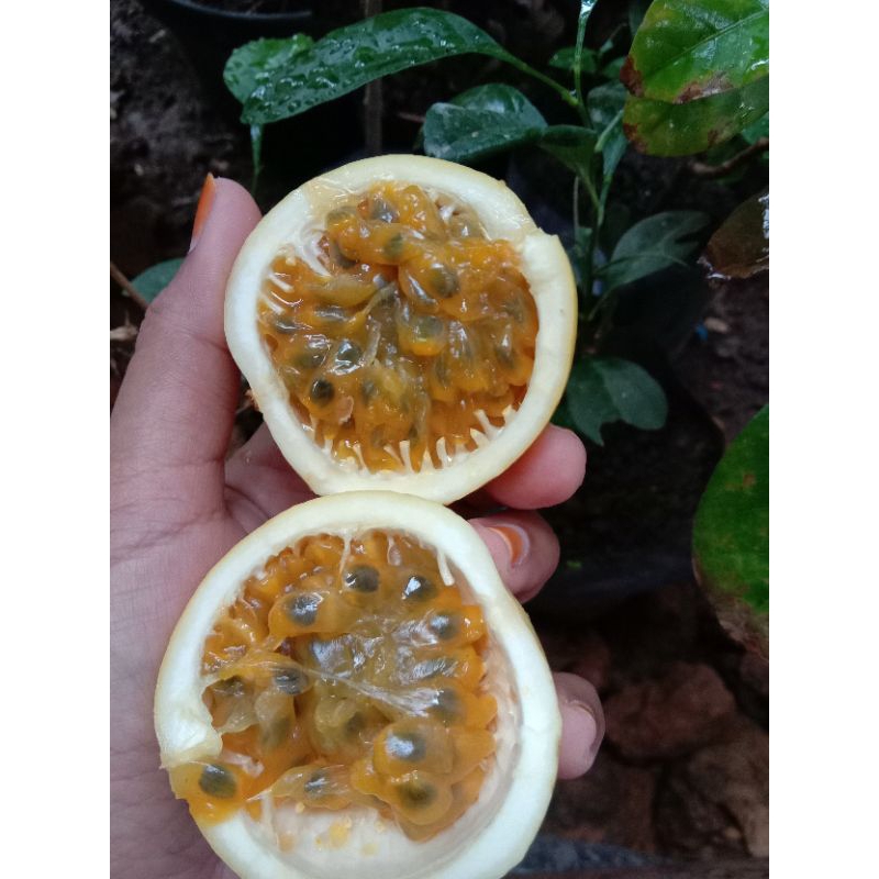 

Buah MARKISA Fresh/kg