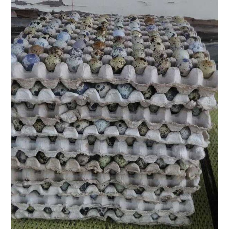 telur.puyuh.1kg