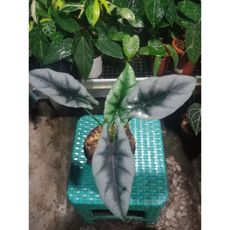 alocasia reversa