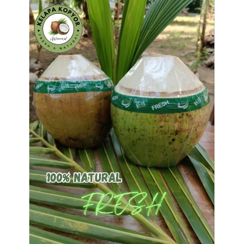 

[FRESH] Kelapa kopyor ukuran 43-45
