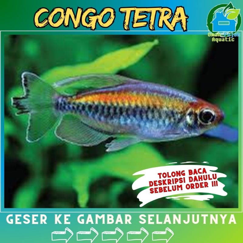 

√ jual congoo tettra size ±5-6cm grade B