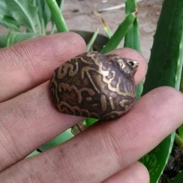 Model Spesial  Kul kol keong buntet kuningan hitam