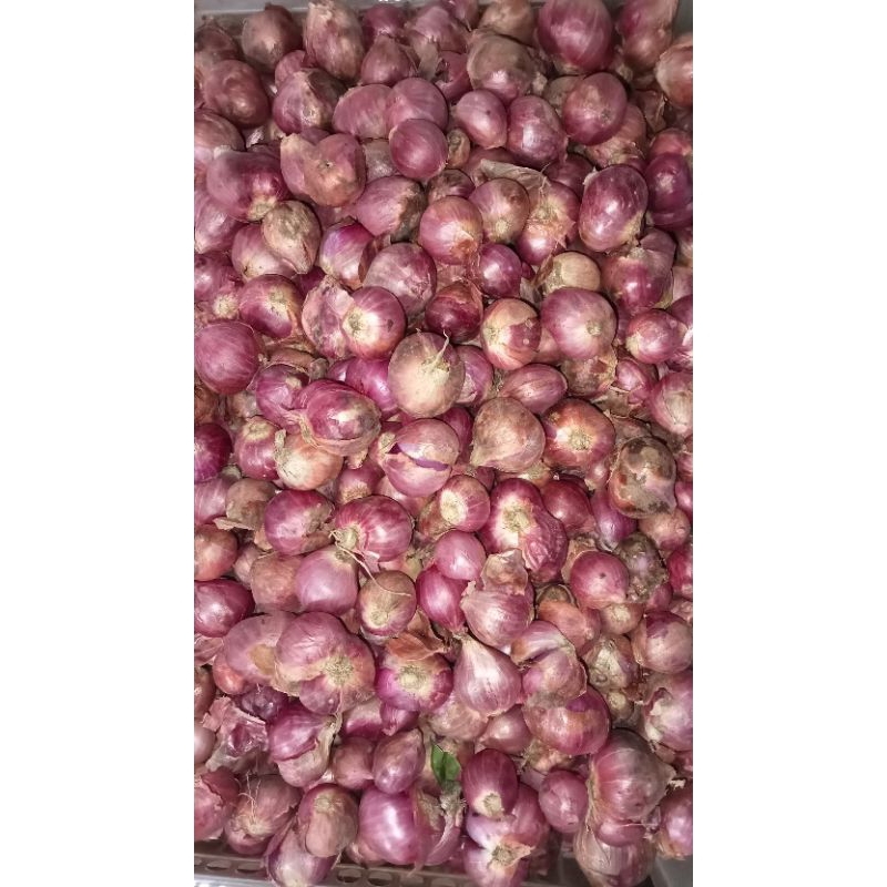 

Bawang Merah Serba Lima Ribu