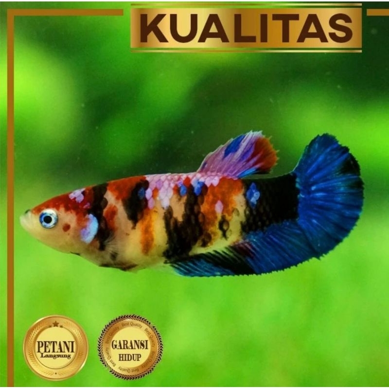 Cupang Betina Multicolor Ikan Hias Aquascape Hiasan Aquarium Tanaman