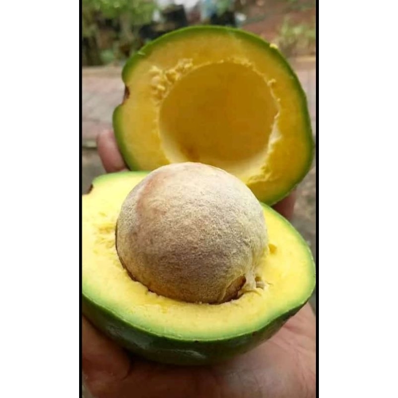 

Buah Alpukat
