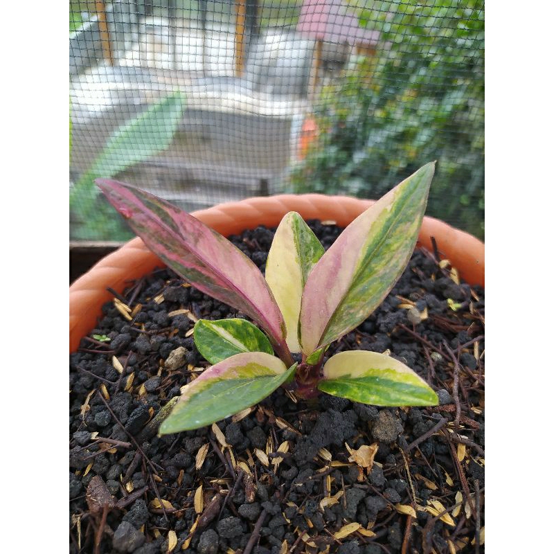 baby jemani var mk black pink