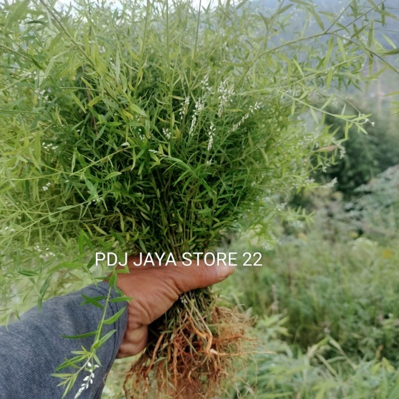 

Rumput balsem atou Daun Tarason segar Atou Herbal tanaman kitarason per 100 germ