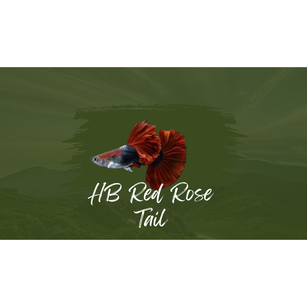 Packing styrofoam HB red rose tail