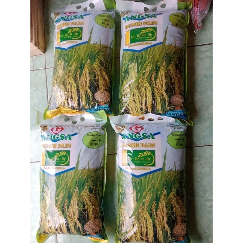 BENIH PADI INPARI 32, 49,48,50 KEMASAN 5KG PREMIUM