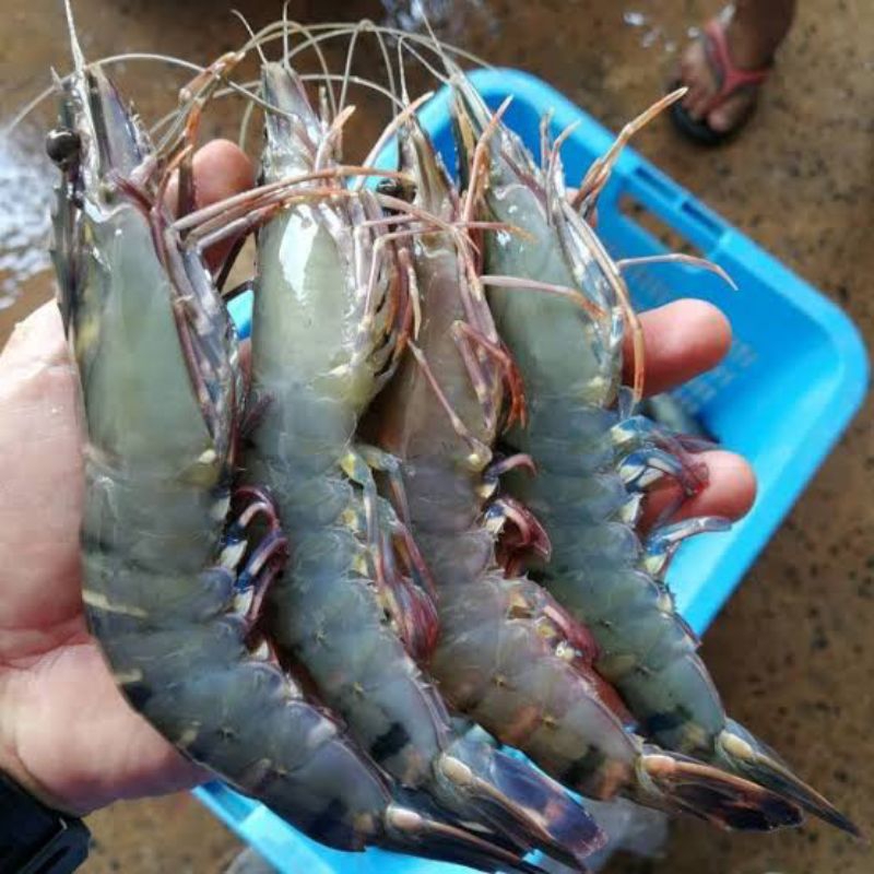 

Udang Pancet Segar Besar 1kg / Tiger Prawn Jumbo